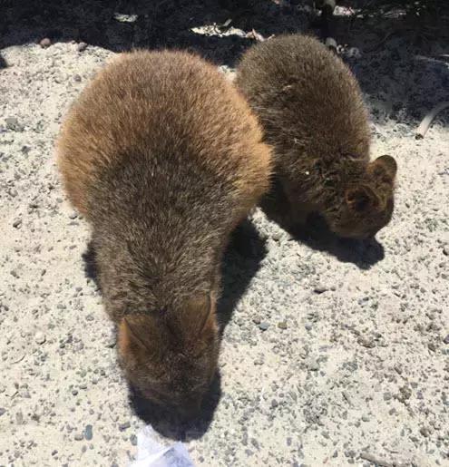 西澳珀斯游记,西澳游记攻略