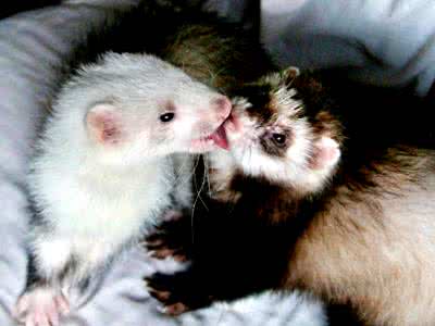 合适小白养的宠物貂,什么宠物貂品种好养