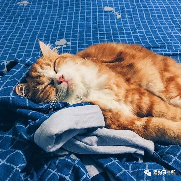 为什么猫能够让一个人的心情变好,猫能使人成熟的从来不是岁月