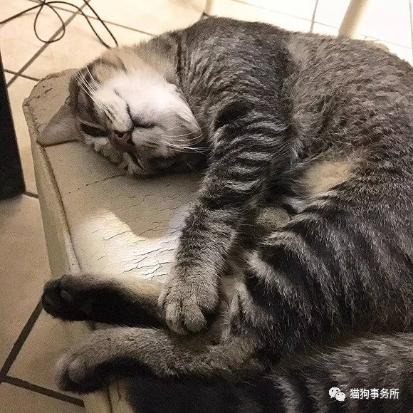 为什么猫能够让一个人的心情变好,猫能使人成熟的从来不是岁月