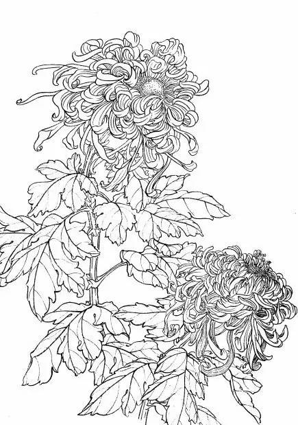 菊花白描工笔画图片大全,国画菊花鸟类白描教学视频