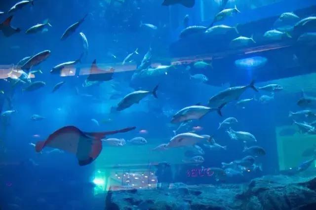 纸醉金迷的启航之路——迪拜（下）