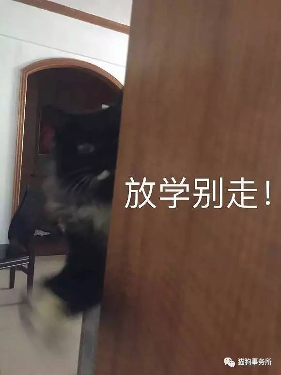 为什么猫能够让一个人的心情变好,猫能使人成熟的从来不是岁月