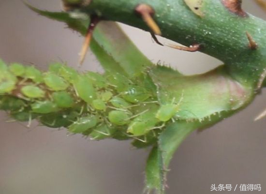 花卉病害的识别及防治,花卉百菌杀主要治什么病害