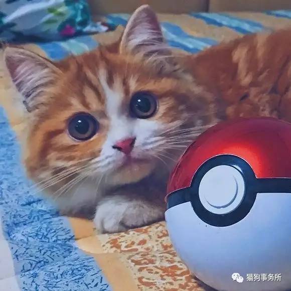 为什么猫能够让一个人的心情变好,猫能使人成熟的从来不是岁月