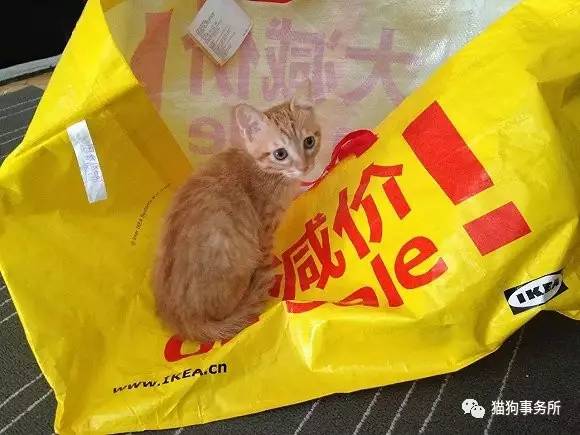 为什么猫能够让一个人的心情变好,猫能使人成熟的从来不是岁月