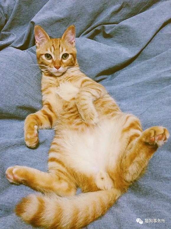 为什么猫能够让一个人的心情变好,猫能使人成熟的从来不是岁月