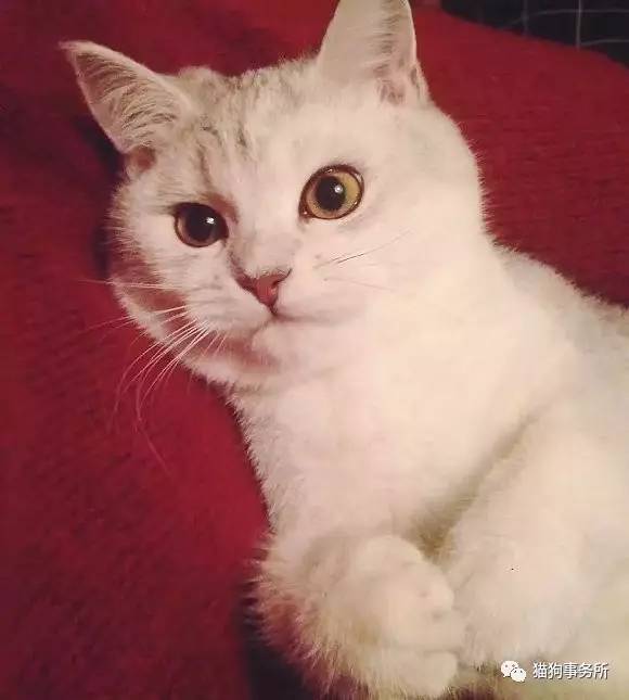 为什么猫能够让一个人的心情变好,猫能使人成熟的从来不是岁月