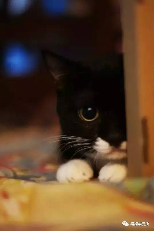 为什么猫能够让一个人的心情变好,猫能使人成熟的从来不是岁月