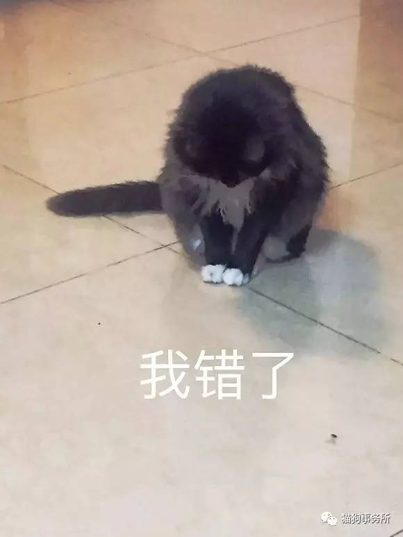 为什么猫能够让一个人的心情变好,猫能使人成熟的从来不是岁月
