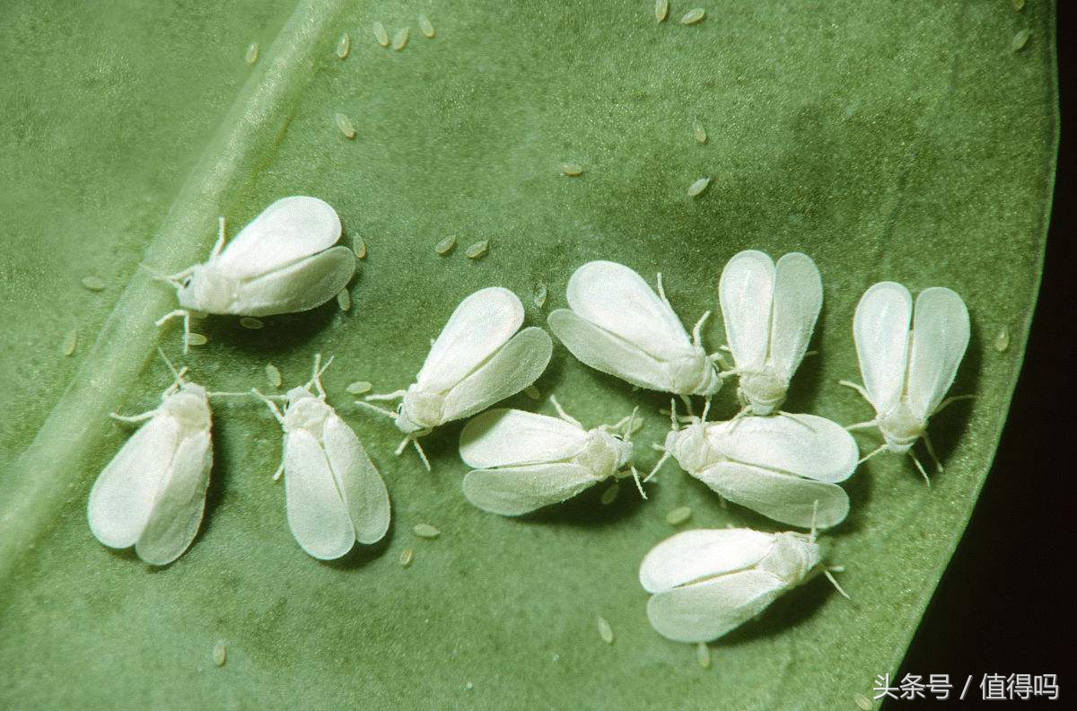 花卉病害的识别及防治,花卉百菌杀主要治什么病害
