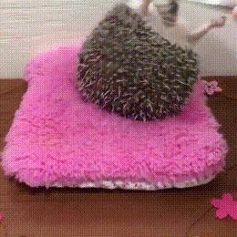 大爷的遮阳工具堪称完美，整体搭配又如此清新脱俗