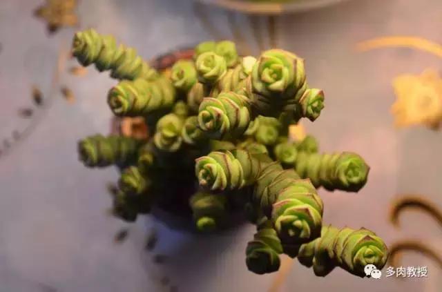 6种名字充满趣味性的多肉,推荐八种高颜值多肉好看又好养