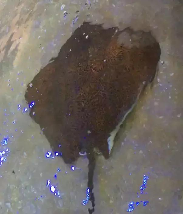 西澳珀斯游记,西澳游记攻略