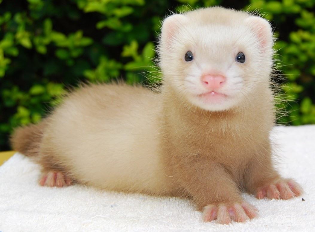 合适小白养的宠物貂,什么宠物貂品种好养
