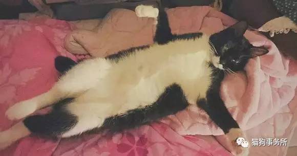 为什么猫能够让一个人的心情变好,猫能使人成熟的从来不是岁月