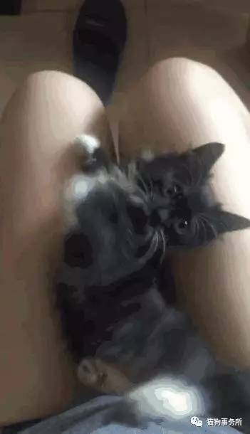 为什么猫能够让一个人的心情变好,猫能使人成熟的从来不是岁月