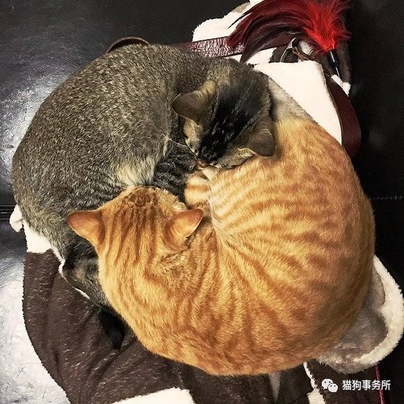 为什么猫能够让一个人的心情变好,猫能使人成熟的从来不是岁月