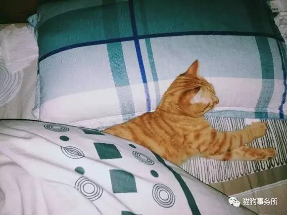 为什么猫能够让一个人的心情变好,猫能使人成熟的从来不是岁月