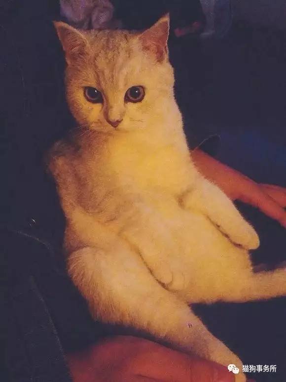 为什么猫能够让一个人的心情变好,猫能使人成熟的从来不是岁月