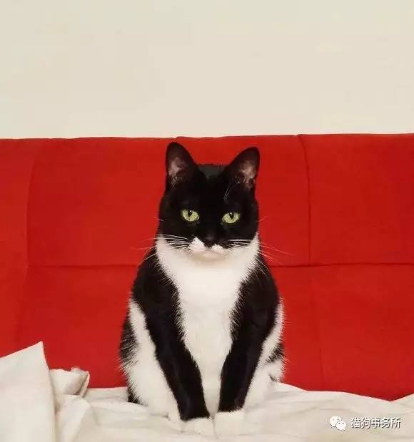 为什么猫能够让一个人的心情变好,猫能使人成熟的从来不是岁月