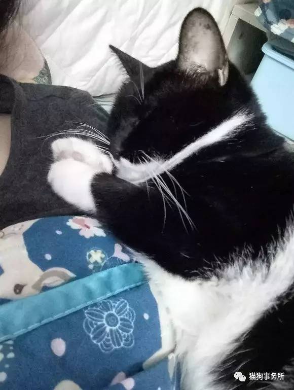 为什么猫能够让一个人的心情变好,猫能使人成熟的从来不是岁月