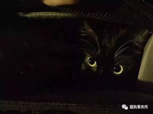 为什么猫能够让一个人的心情变好,猫能使人成熟的从来不是岁月