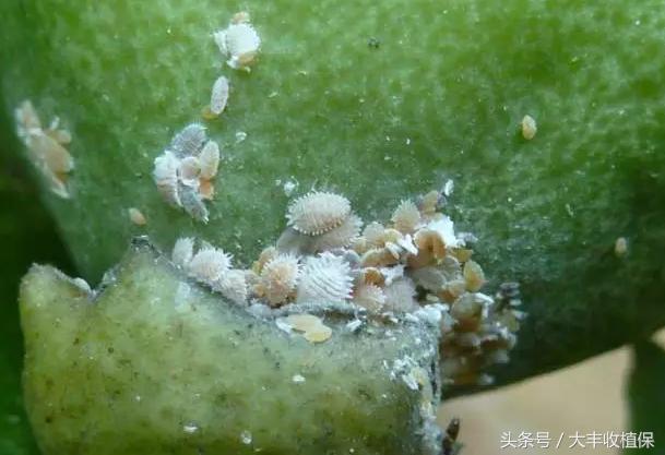 柑橘介壳虫的危害严重,柑橘介壳虫怎么消灭最简单的方法