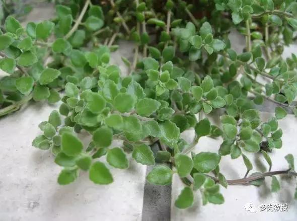 6种名字充满趣味性的多肉,推荐八种高颜值多肉好看又好养