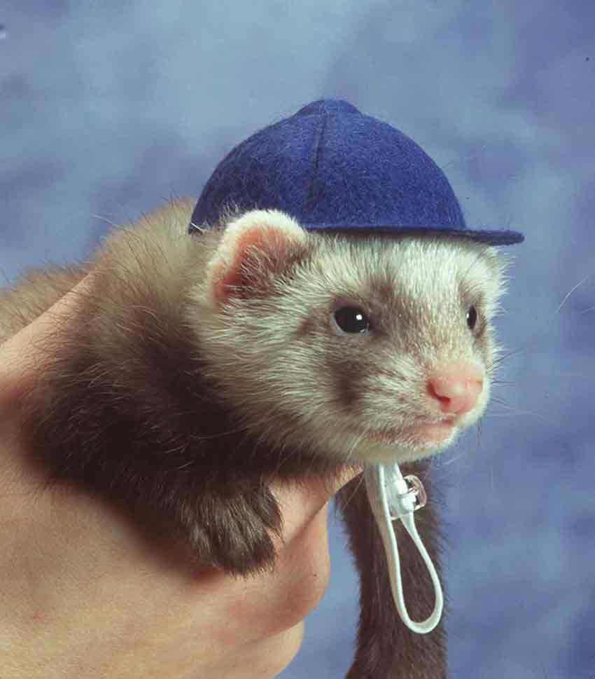 合适小白养的宠物貂,什么宠物貂品种好养