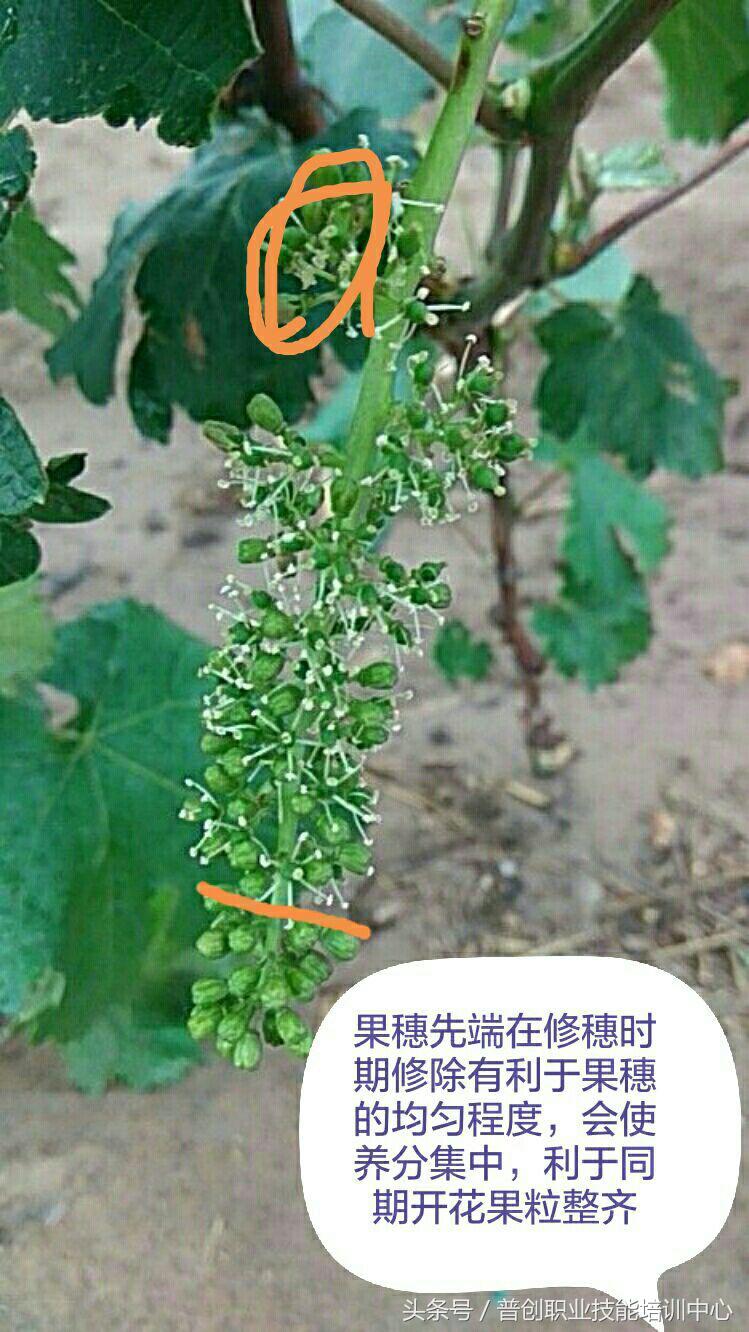 葡萄种植管理技术唐老师,如何管理葡萄才能高产的技术