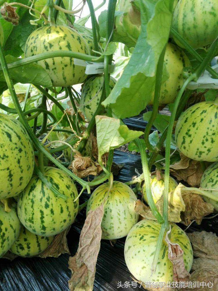 葡萄种植管理技术唐老师,如何管理葡萄才能高产的技术