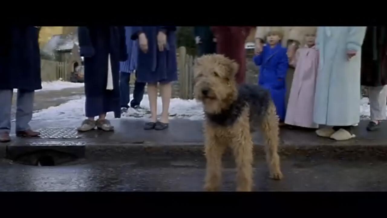 盘点狗狗的演技到达巅峰,泪目这只狗狗的演技也太好了吧