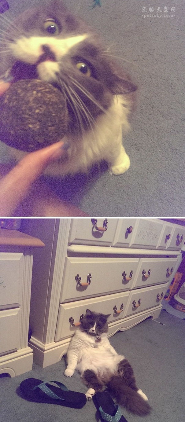 为什么猫咪会喜欢猫薄荷,为什么猫咪喜欢薄荷鱼