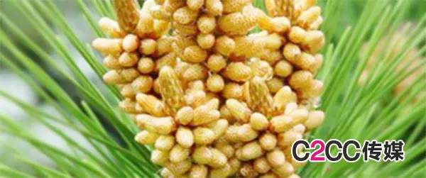 玉米婴儿爽身粉中的滑石粉致癌吗,有滑石粉成分的爽身粉宝宝用好吗