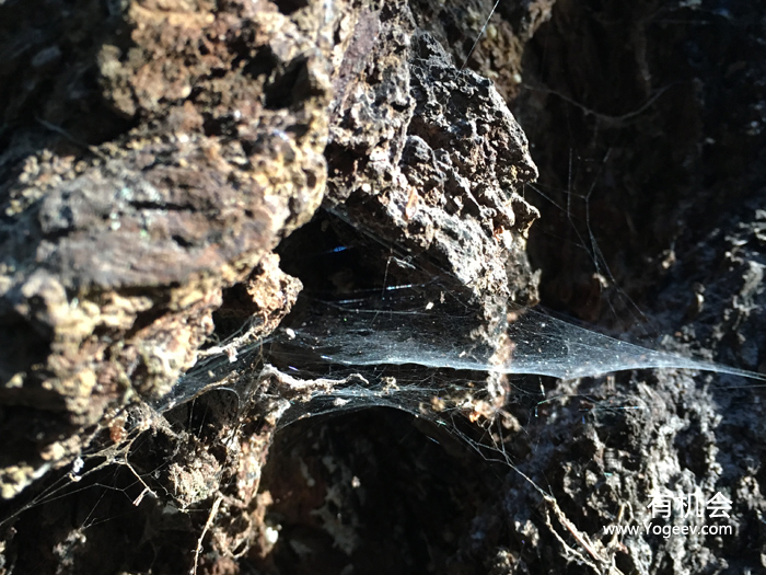 现实中的魔法森林,魔法森林教学课件