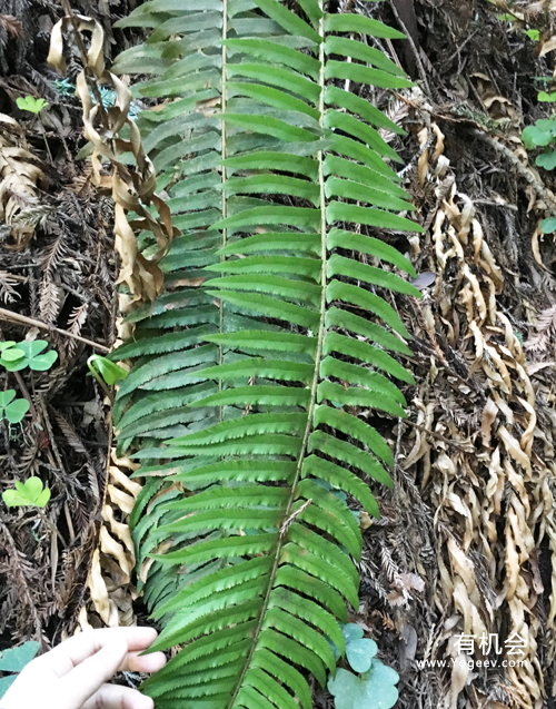 现实中的魔法森林,魔法森林教学课件