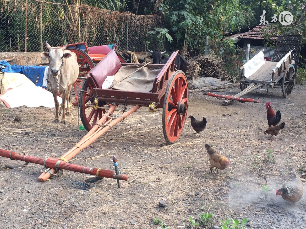 母鸡太肥不下蛋怎样饲养,母鸡太肥了不下蛋喂什么药