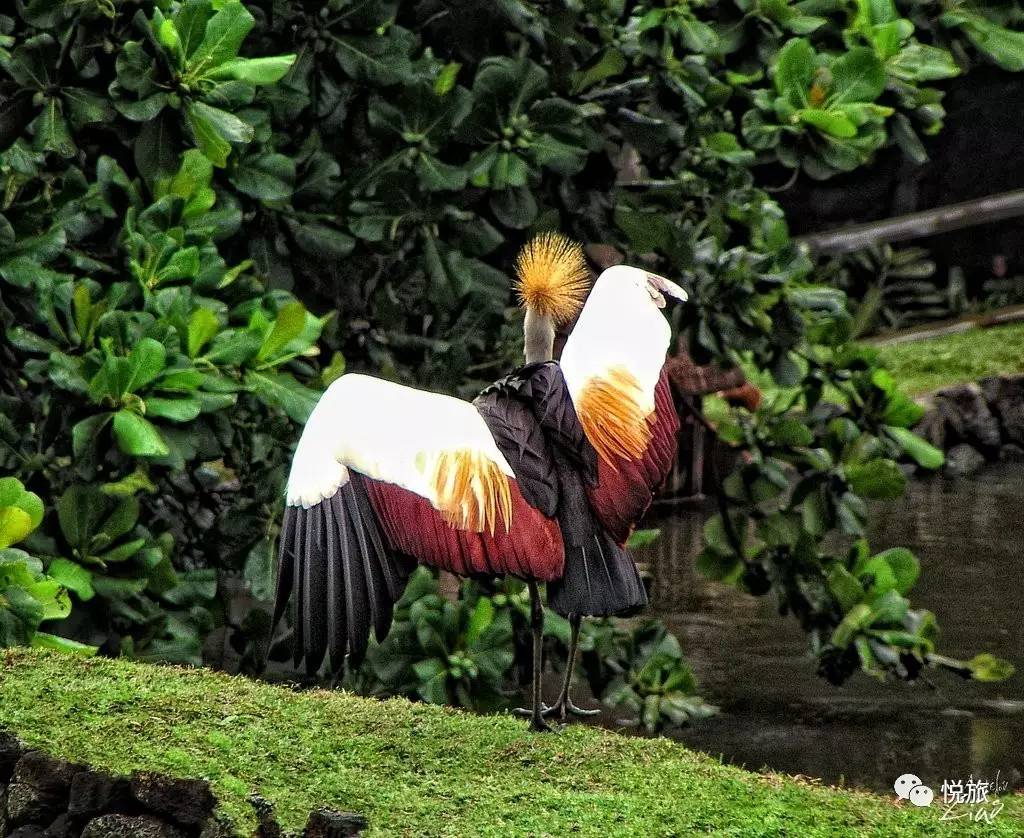 毛里求斯免签,毛里求斯在中国免签停留时间