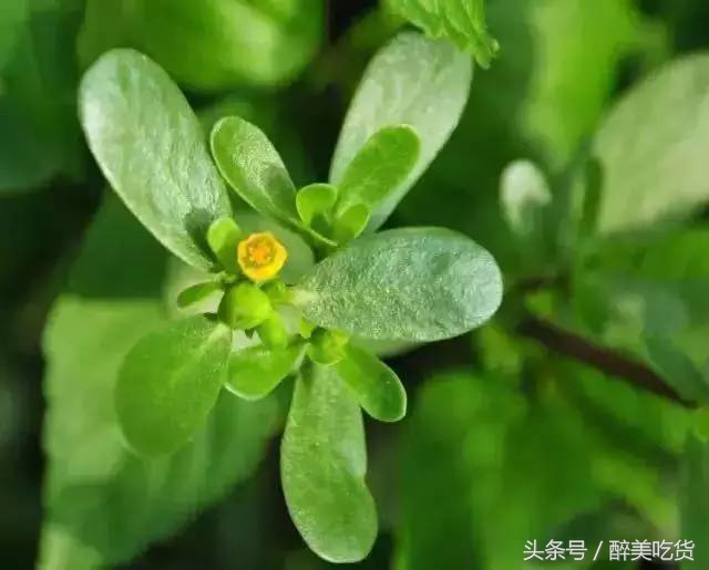 马齿苋能够天天吃吗有副功能吗,马齿苋吃多了有什么副功能没有