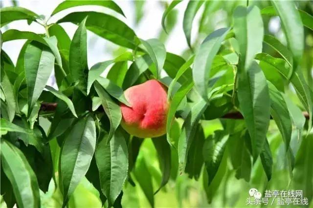 林农奇骏农业这里的桃子吃起来就像小时候的味道，忘不了……