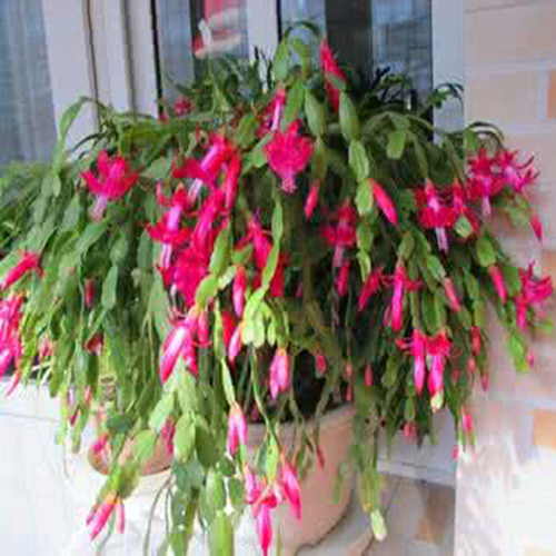 这些花不仅好看还能够做药材？一物多用，第8个还能够治高血压！