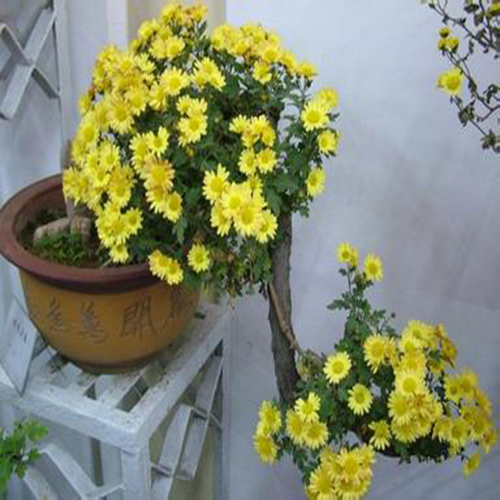 这些花不仅好看还能够做药材？一物多用，第8个还能够治高血压！