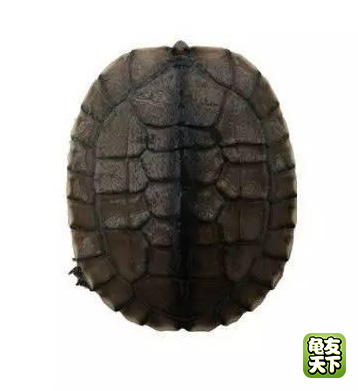 南种石金钱龟苗图,石金钱龟3-4厘米的龟苗怎么养