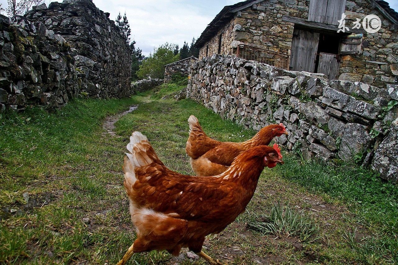 母鸡太肥不下蛋怎样饲养,母鸡太肥了不下蛋喂什么药