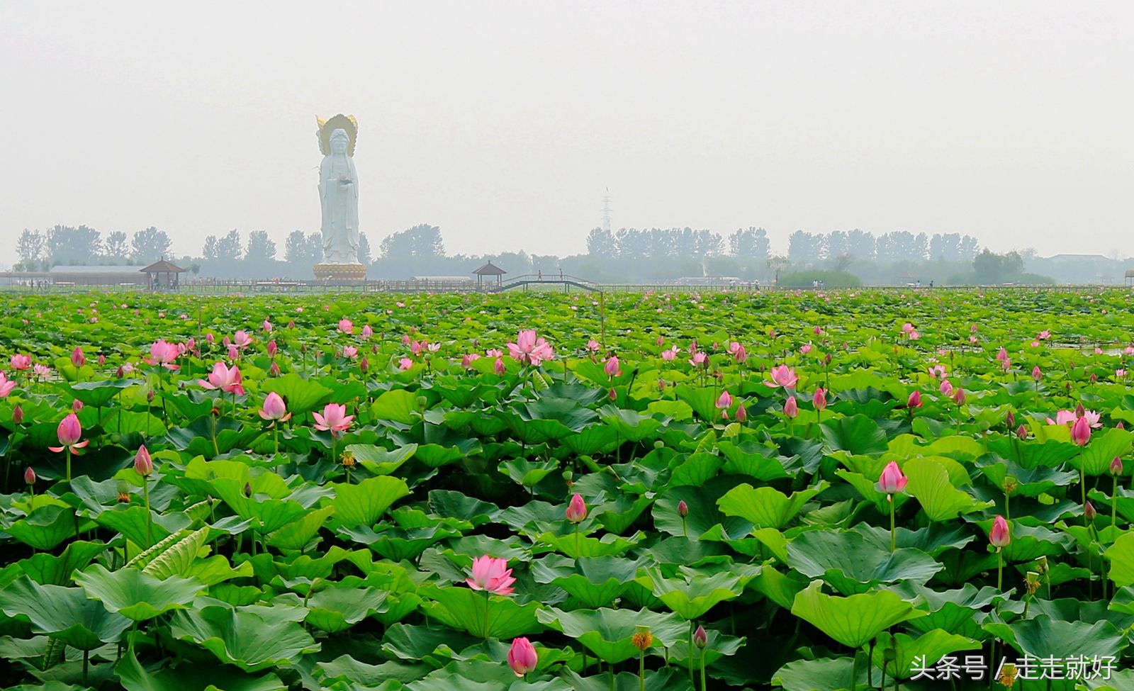 雄安新区白洋淀今日最新消息,雄安白洋淀近况