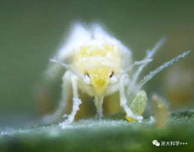 科学家破解新冠致死真相,科学家破解新冠病毒致死真相