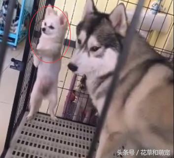 博美脾气比别的狗是暴躁还是温顺,博美脾气大越打越凶怎么解决