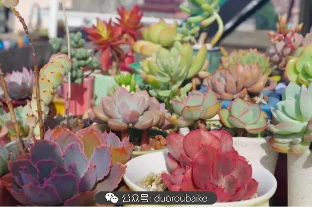 大浙江的多肉也来拉仇恨咯！即使淋雨也不褪色！我有妙招！