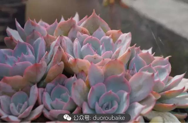 大浙江的多肉也来拉仇恨咯！即使淋雨也不褪色！我有妙招！